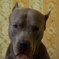 портрет :: Надежда Кондрова