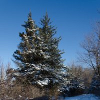 Зима :: Ольга Савотина