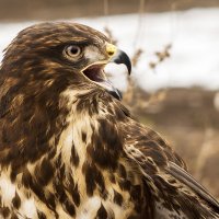 ястреб :: сергей 