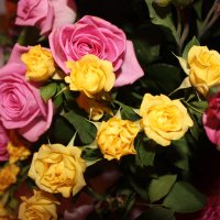 розы :: Венера розы :: Венера