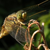 Суровый dragonfly :: Эдуард Цветков Суровый dragonfly :: Эдуард Цветков