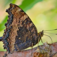 butterfly :: Gleb Sidorov
