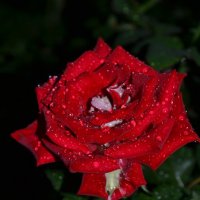 Роза :: Юлия Кругликова Роза :: Юлия Кругликова