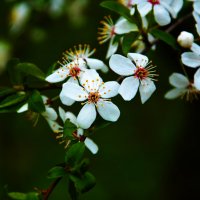 blossom :: Максим 