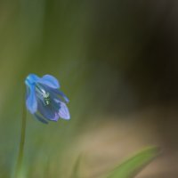 первоцвет :: Виталий Шарипов