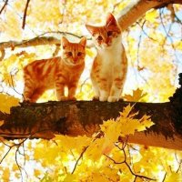 Кошачья осень :: Анастасия Решетова Кошачья осень :: Анастасия Решетова