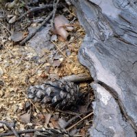 хвоей запахло... :: антонина shell