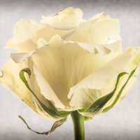 Роза :: Игорь Николаев