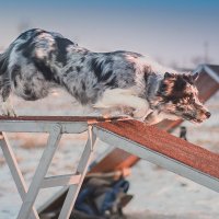 Аджи :: Сергей Степанов