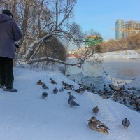 Кормилец :: Татьяна Грищук