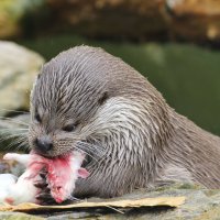 "Обед" :: Юлия Горбатенко