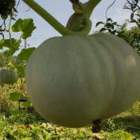 На приусадебном участке :: Размик Марабян