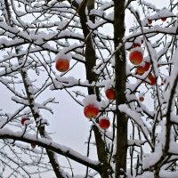 Подарок для зимы. :: владимир 