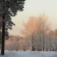 зимняя сказка :: sveta 