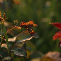 раннее утро :: OLGA 