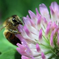 Первый нектар :: Ниями Первый нектар :: Ниями