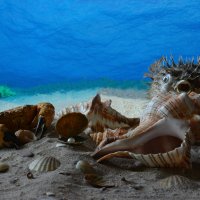 натюрморт :: Alex 