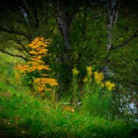 Краски осени :: Владимир Ветер Краски осени :: Владимир Ветер