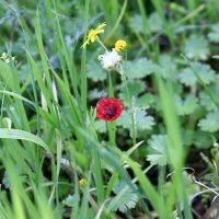 Мелкий)) :: Fiodor 