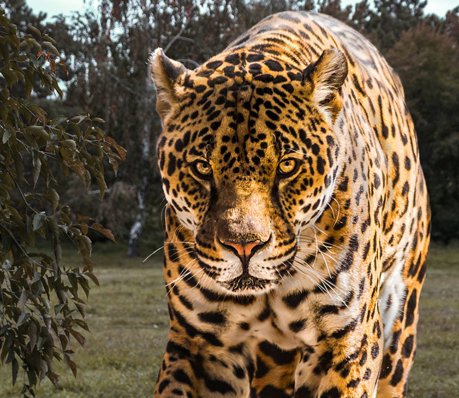 Ягуар - Nn semonov_nn