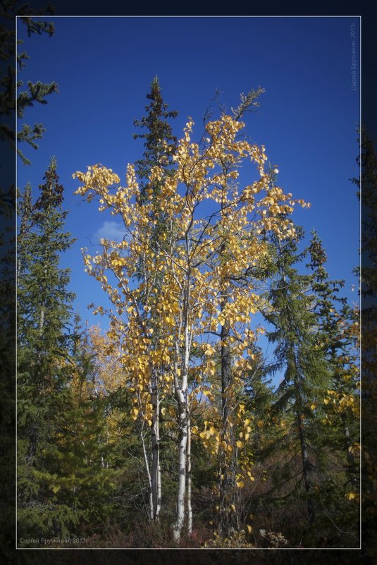 Березки - Brusnikin_SN Брусникин Сергей