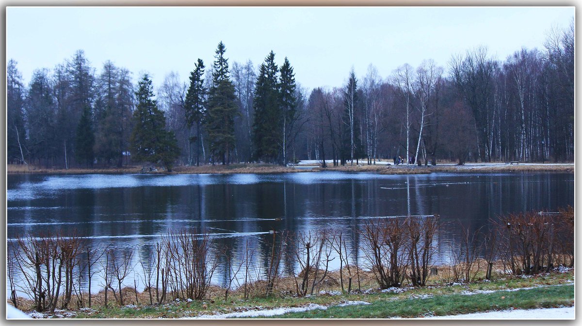 Островок сосен. - Александр Лейкум