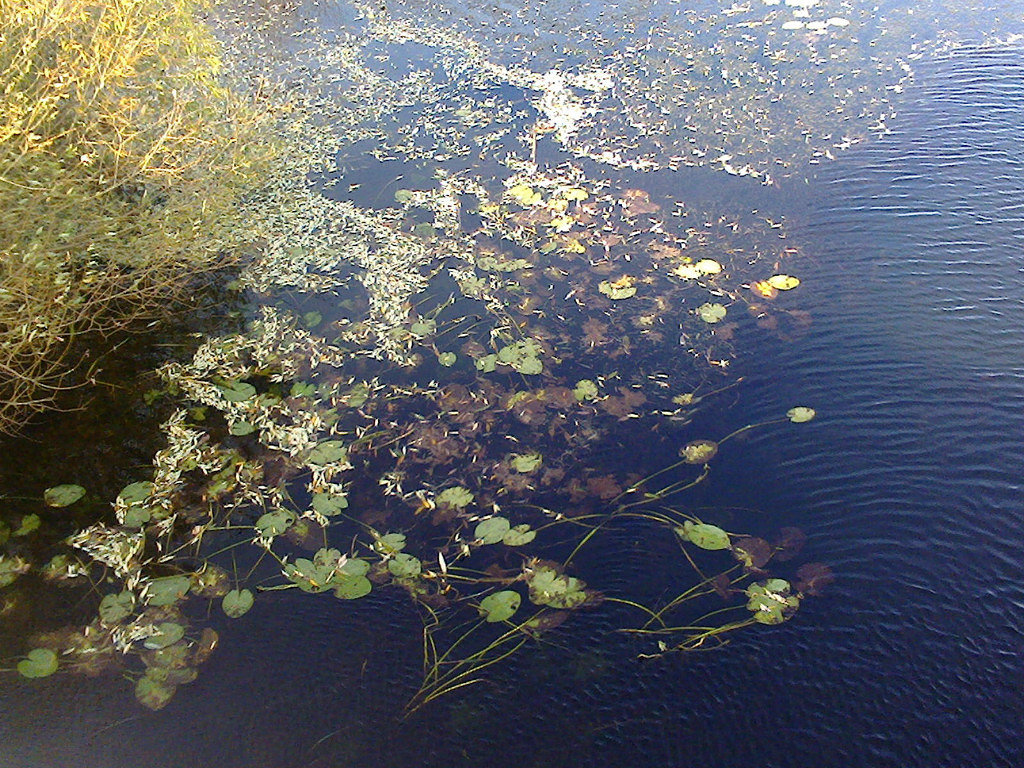 Кувшинки. - Галина Суконко