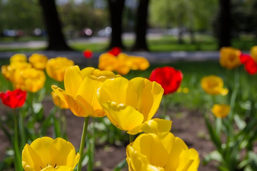 Spring - Дмитрий Ковалев