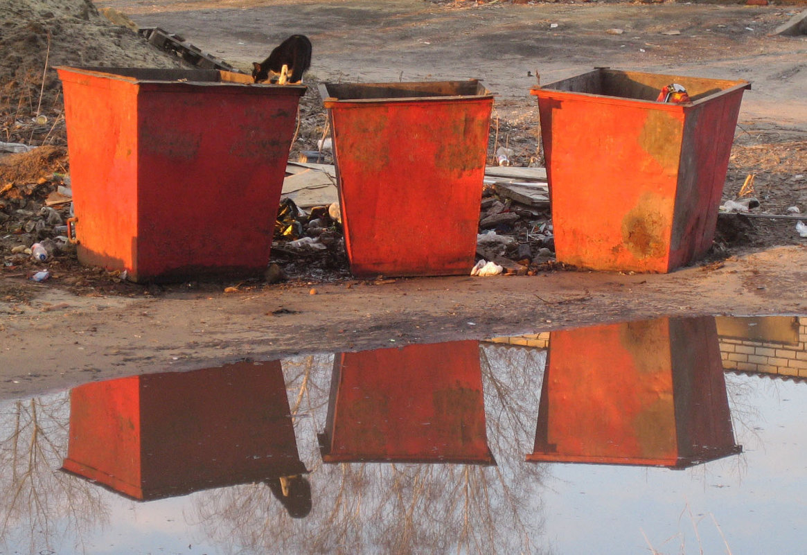 Жизнь кошачья - Алина Тазова