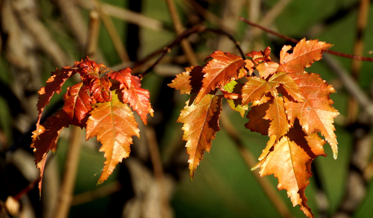 === - Галина Кучерина === - Галина Кучерина