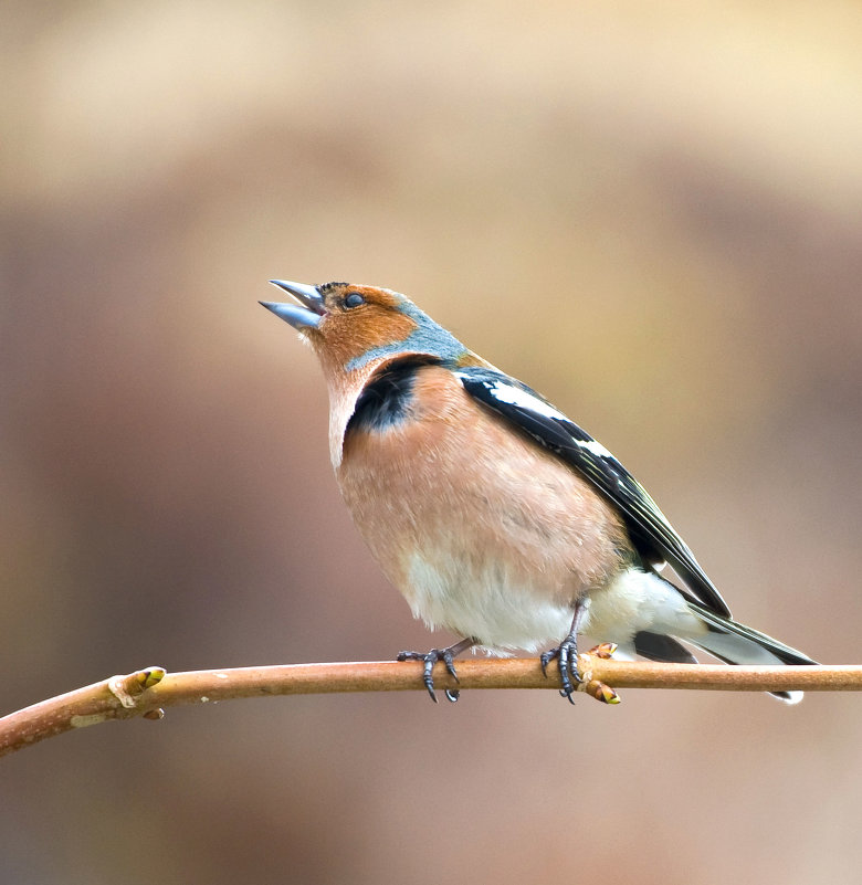 Название/// - cemerges 