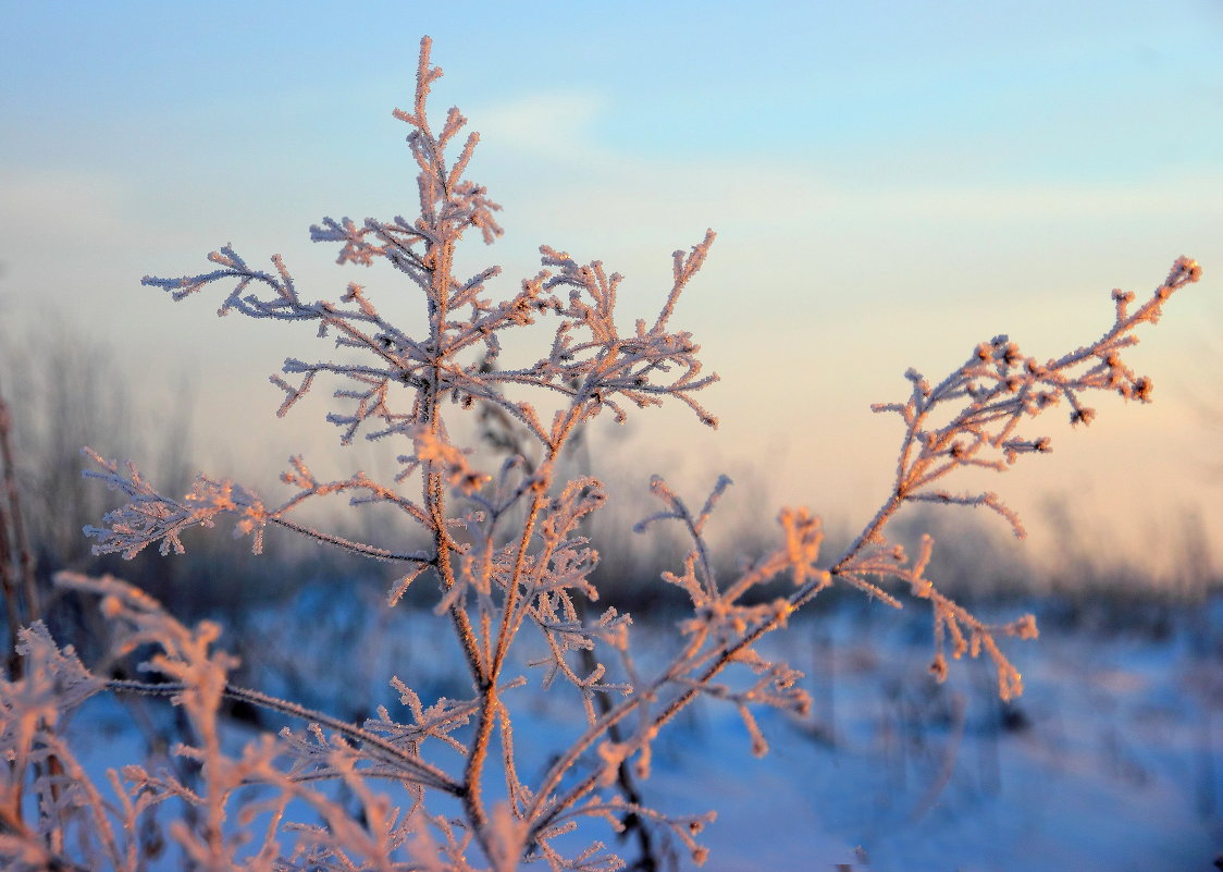 Ветвь кустарника. - Victor Klyuchev Ветвь кустарника. - Victor Klyuchev