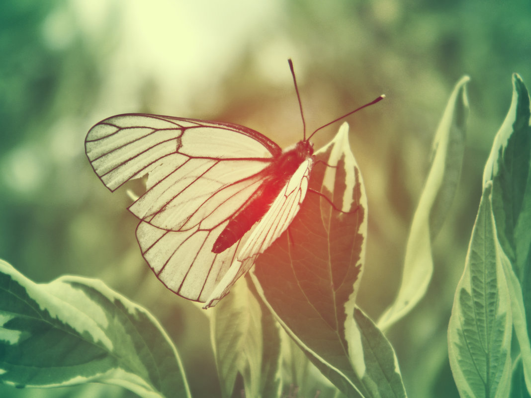 бабочка - Katya Rim