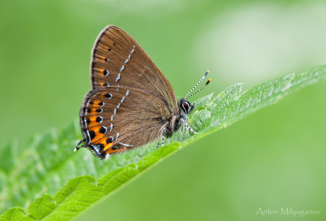 Хвостатка сливовая (Satyrium pruni) - Spaniot .