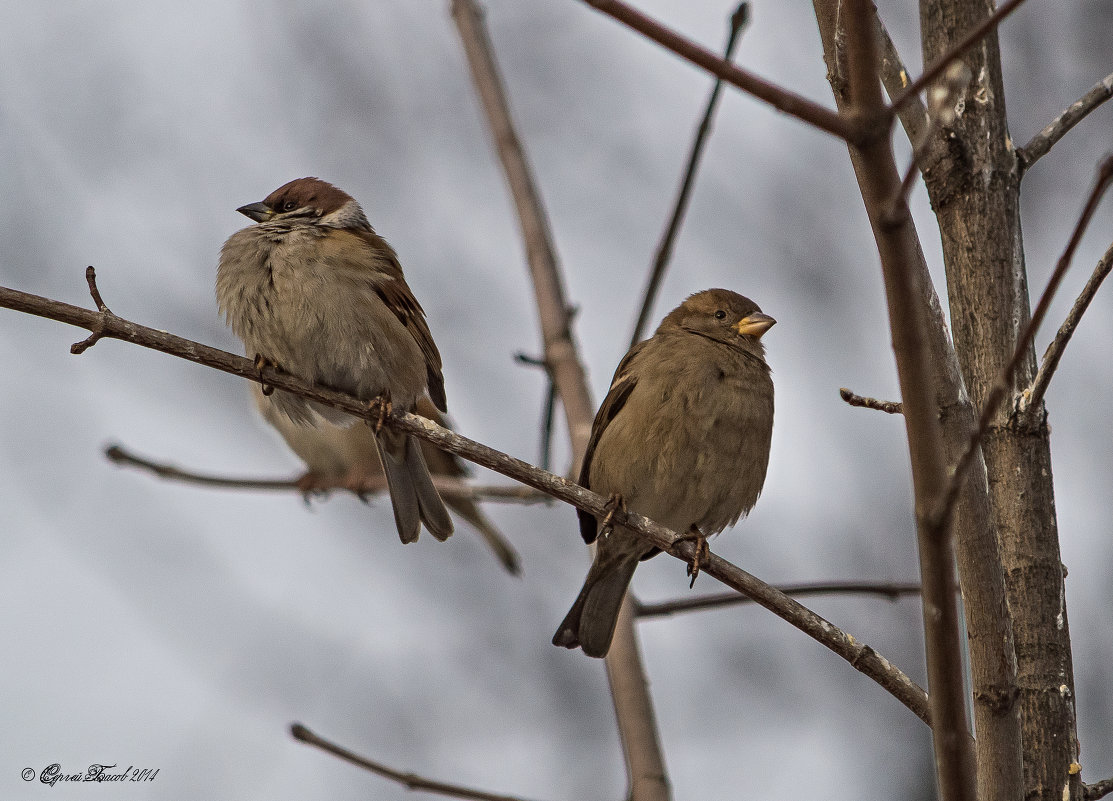 Обида - Сергей Басов