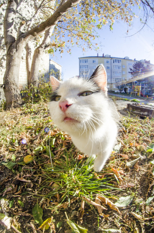 Кошка которая гуляет сама по себе.. - Андрей Нагайцев 