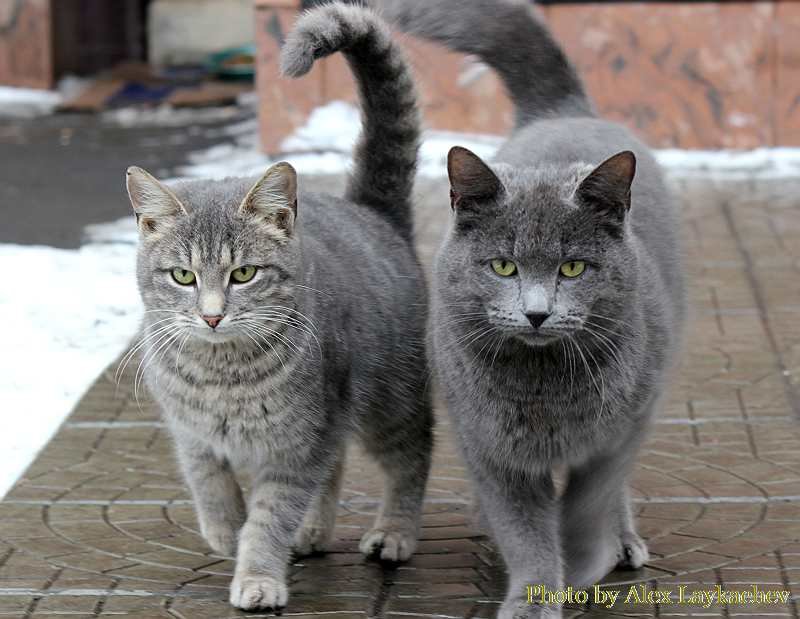 Арбатские котэ - Александр Л