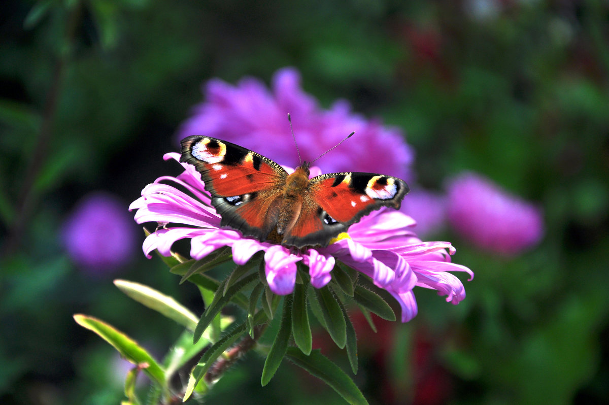 б - Елена Грибакина