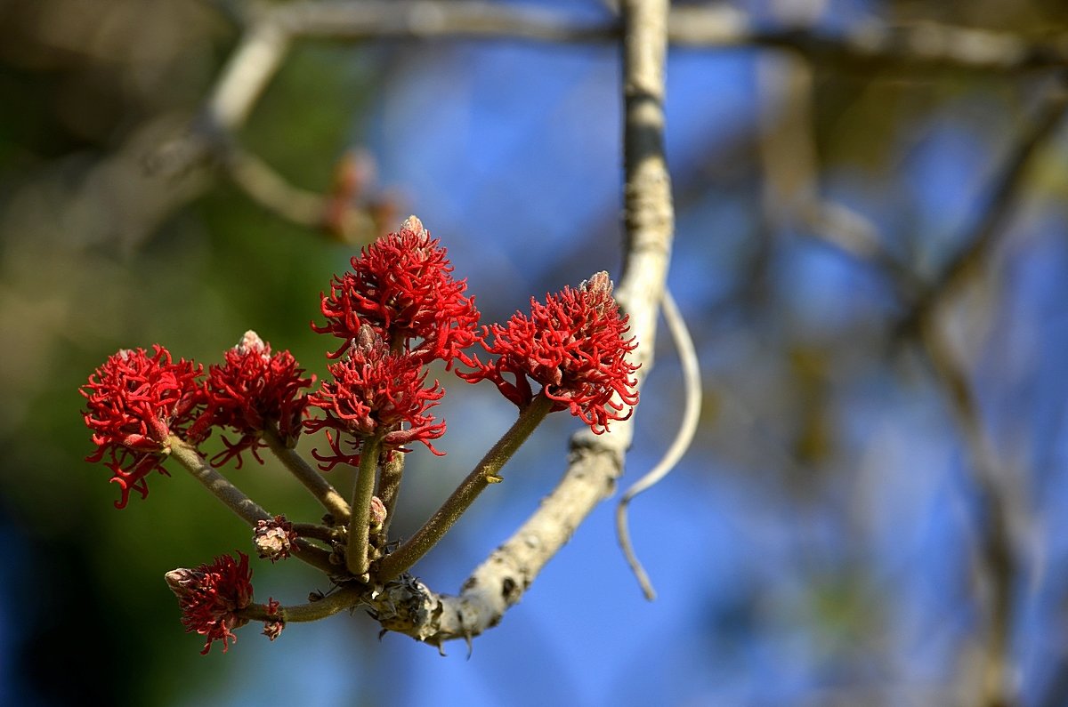 20.02.14  Erythrina latissima, Эритрина широчайшая - Борис Ржевский