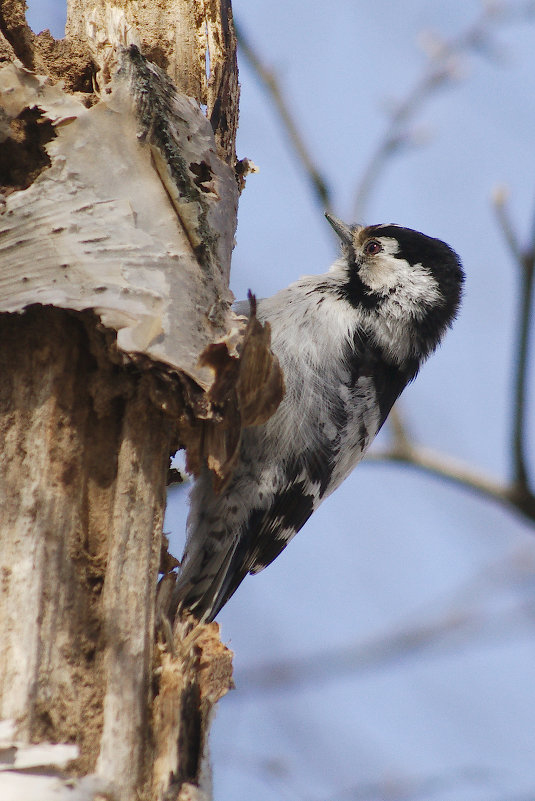 Малый пестрый дятел. - Вадим Солодовник Малый пестрый дятел. - Вадим Солодовник