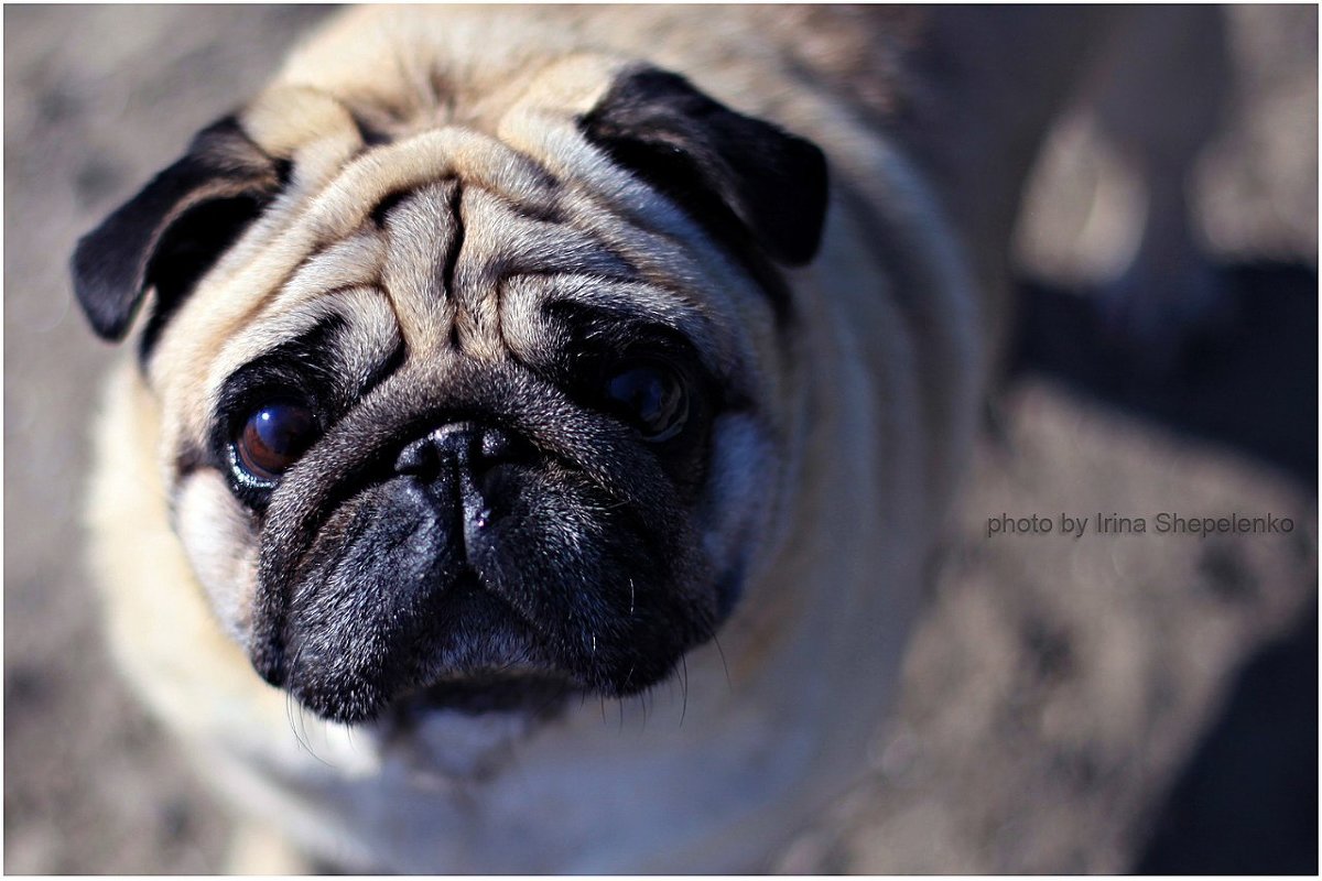 Мопс - Irina Shepelenko