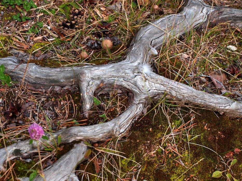 Корни. Монрепо - Tristana Tiamat