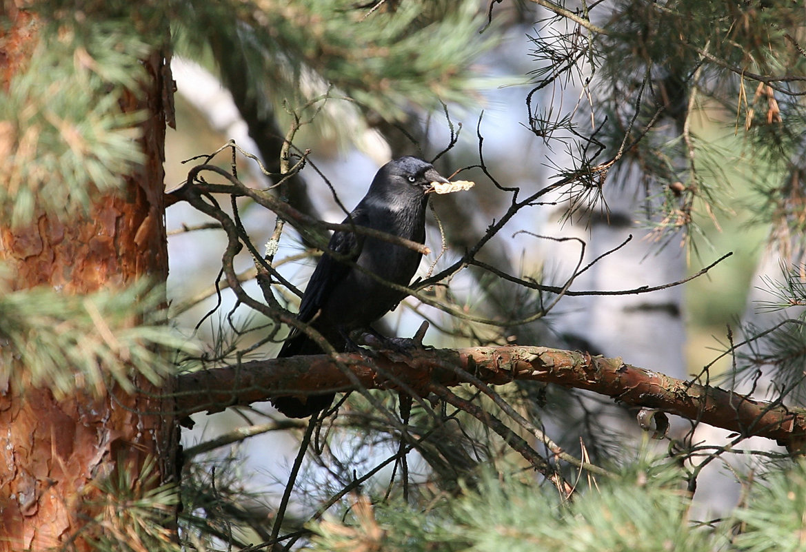 Грустно..... и никто не поёт? - Юрий Савинский