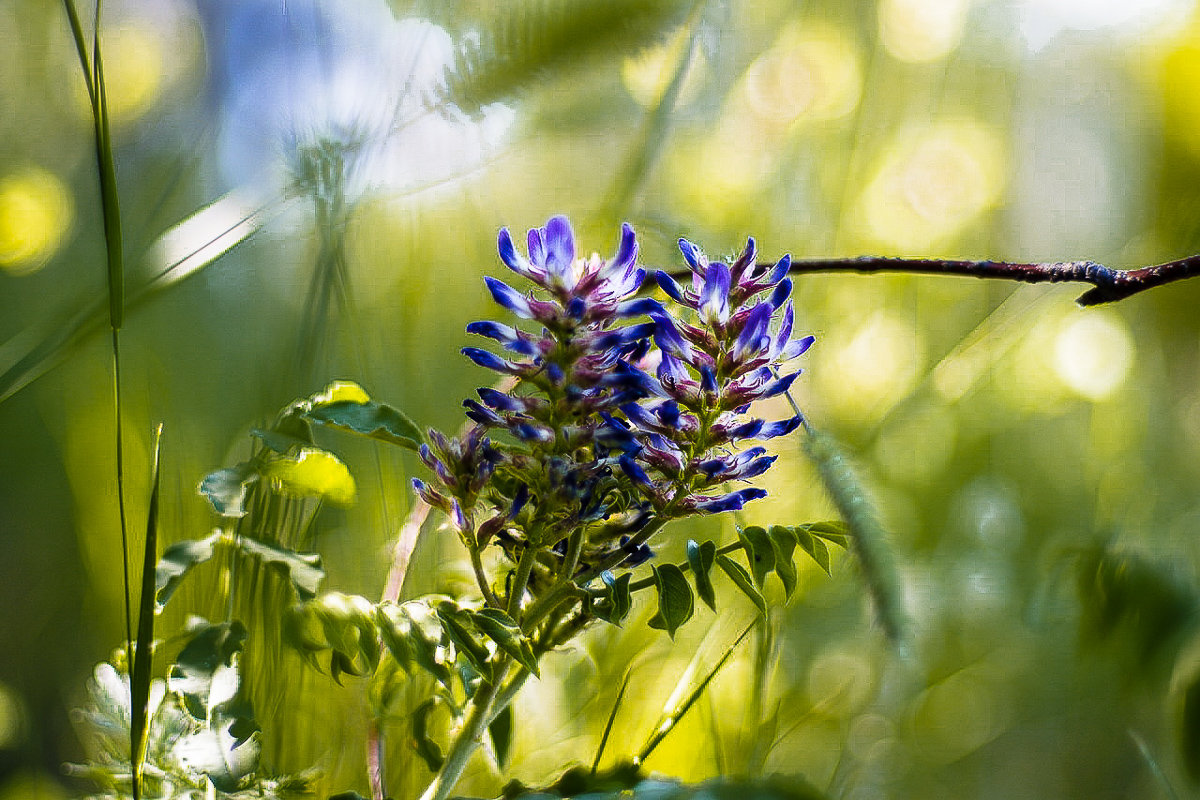 ... - Дмитрий Ломтев