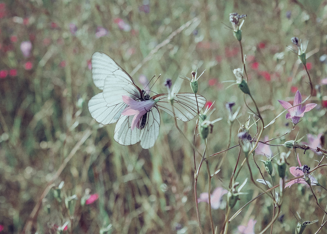 BUTTERFLY - Arina Kekshoeva