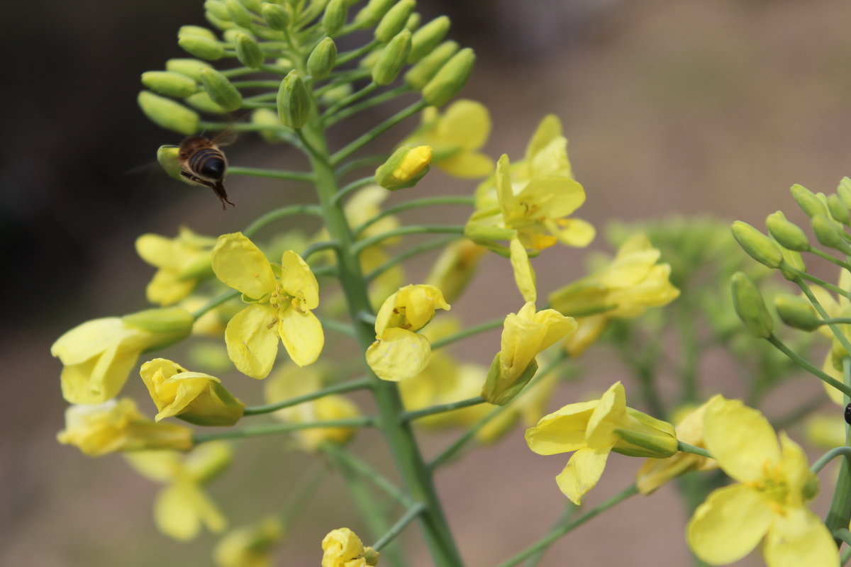 ПЧЁЛКА - МАЙЯ КУЧЕР