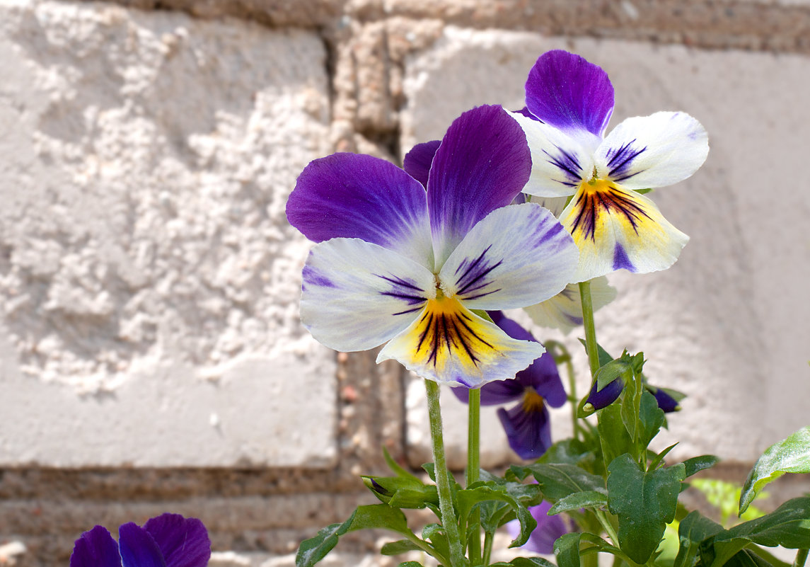 Сестрички - Ирина Шуба Сестрички - Ирина Шуба