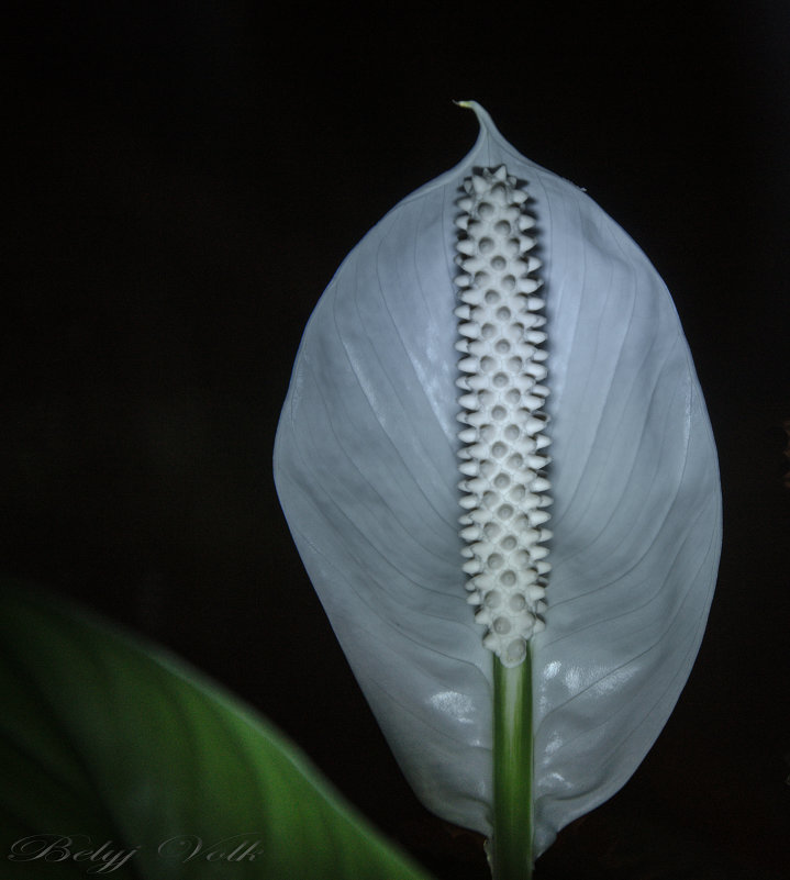 Иллюзия - Belyj_Volk Иллюзия - Belyj_Volk