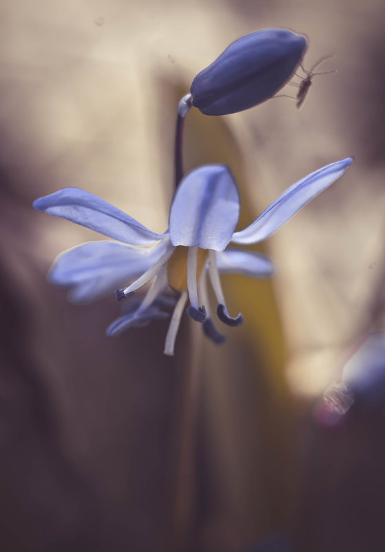 Цвета неба - Ольга Пуковецкая