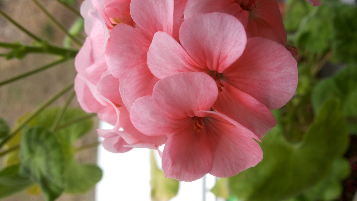 Нежность - Kitty Tweety Варанова